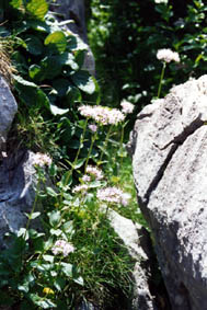 Valeriana montana
